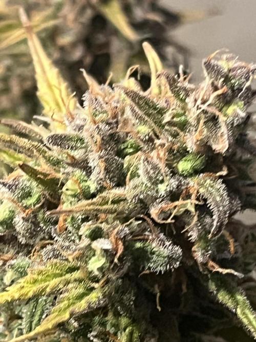 Красная стрела. Week 10