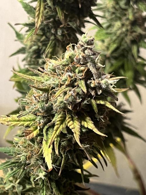 Красная стрела. Week 10