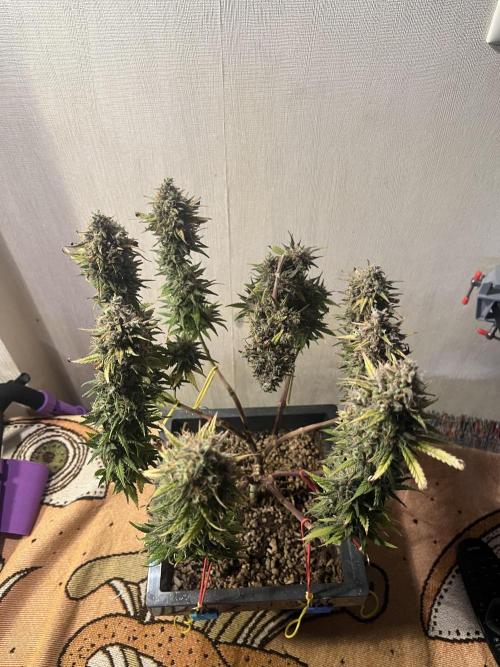 Красная стрела. Week 10