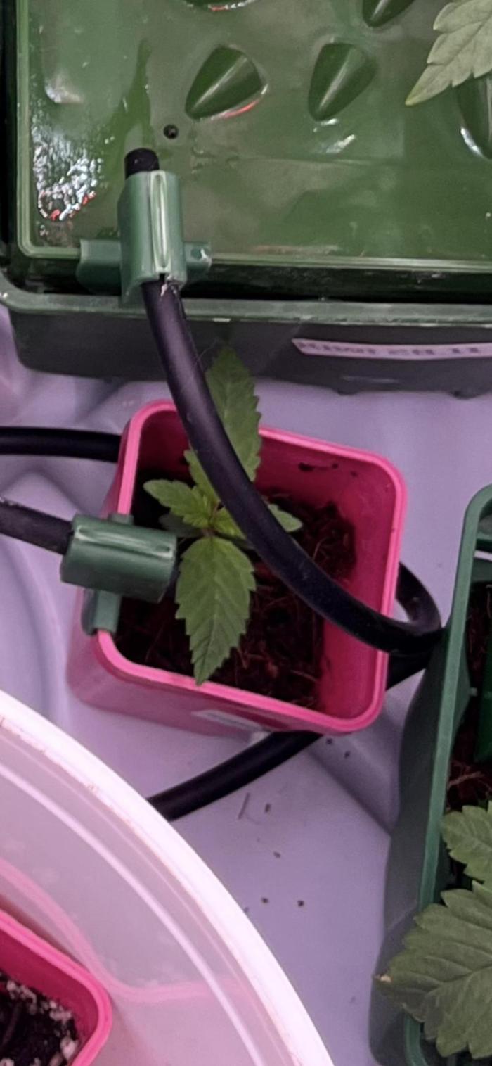 Fancy Don Rouch. Week 1