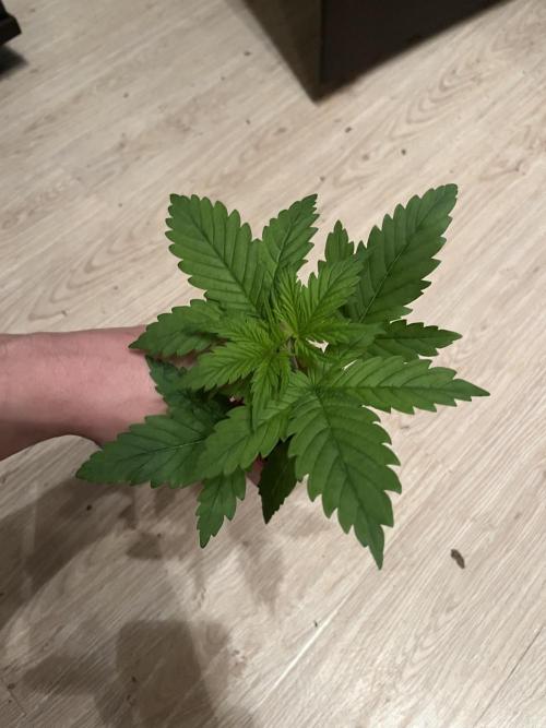 Fancy Don Rouch. Week 2