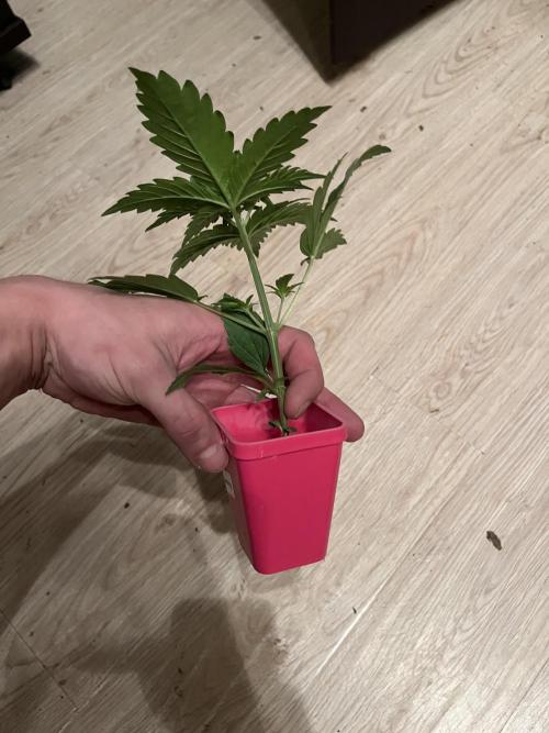 Fancy Don Rouch. Week 2