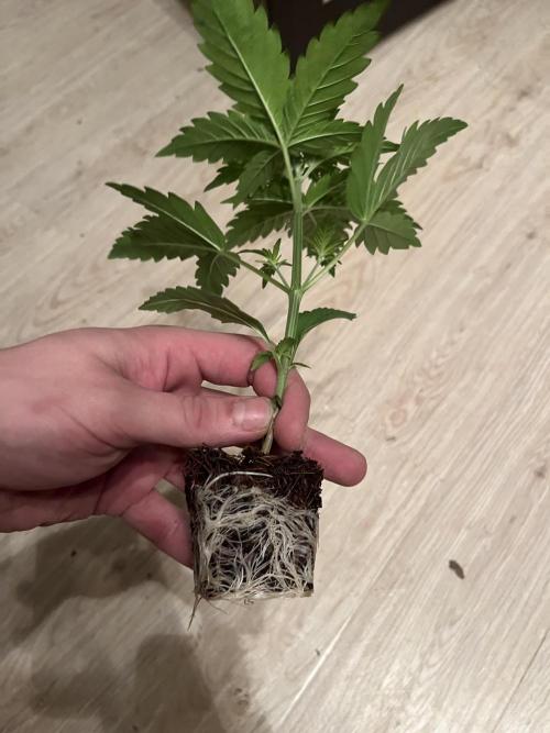 Fancy Don Rouch. Week 2