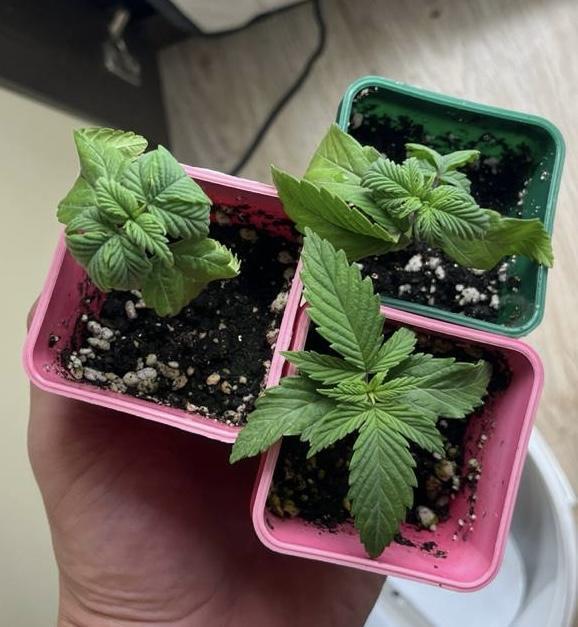 Пионер экспресс. Week 1