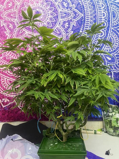 FruitGum UKHTA. Week 10