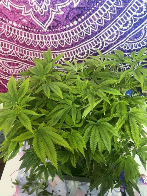 FruitGum UKHTA. Week 10