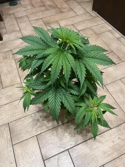 Fancy Don Rouch. Week 3