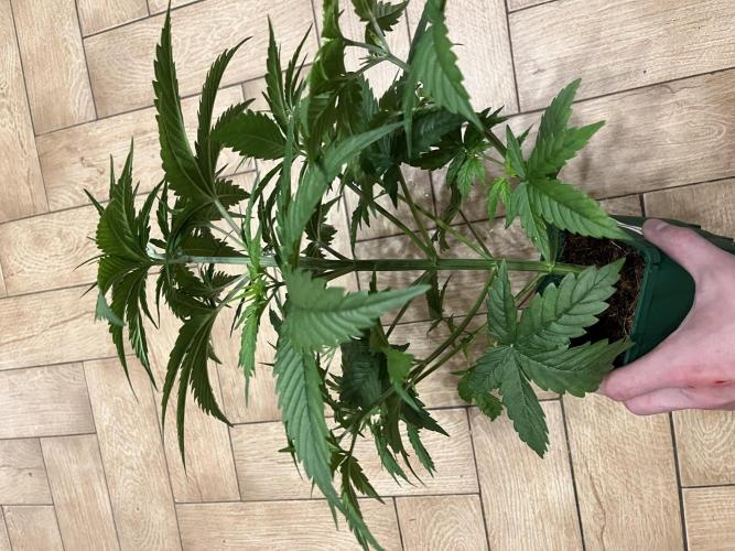 Fancy Don Rouch. Week 3