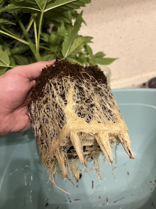 Fancy Don Rouch. Week 3