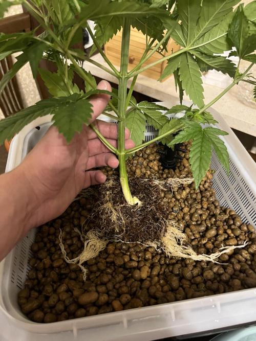 Fancy Don Rouch. Week 3