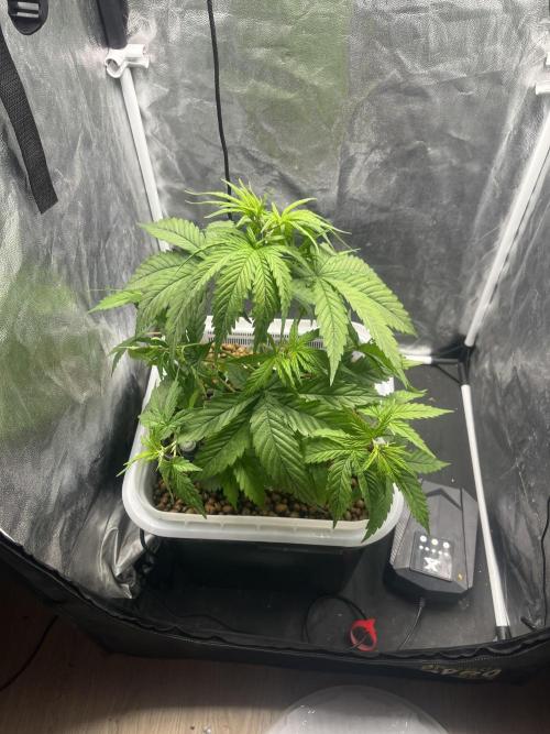 Fancy Don Rouch. Week 3