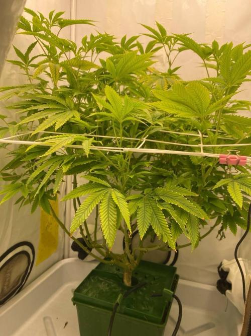 FruitGum UKHTA. Week 11