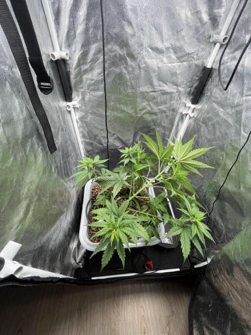 Fancy Don Rouch. Week 3 - Надломил