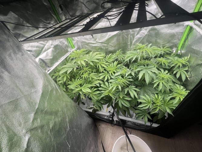 KIWI Sample. Week 9 - Левая без кремния
Правая с кремнием
Разница по цвету есть