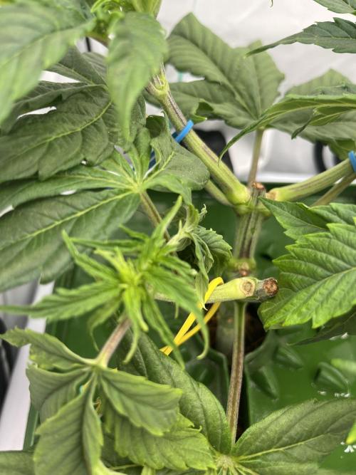 Banana loaf. Week 4 - Сломалась, бывает