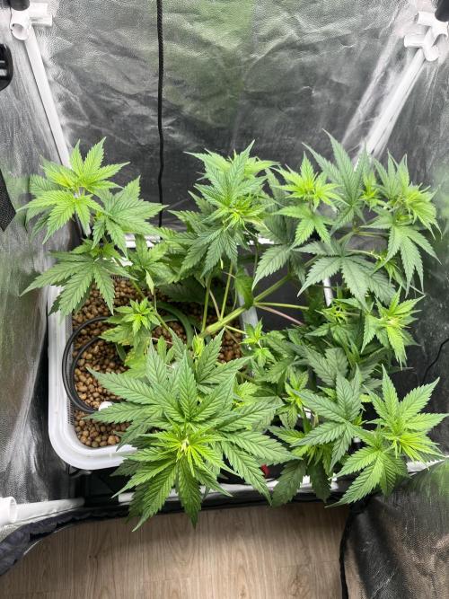 Fancy Don Rouch. Week 3 - Восстановилась