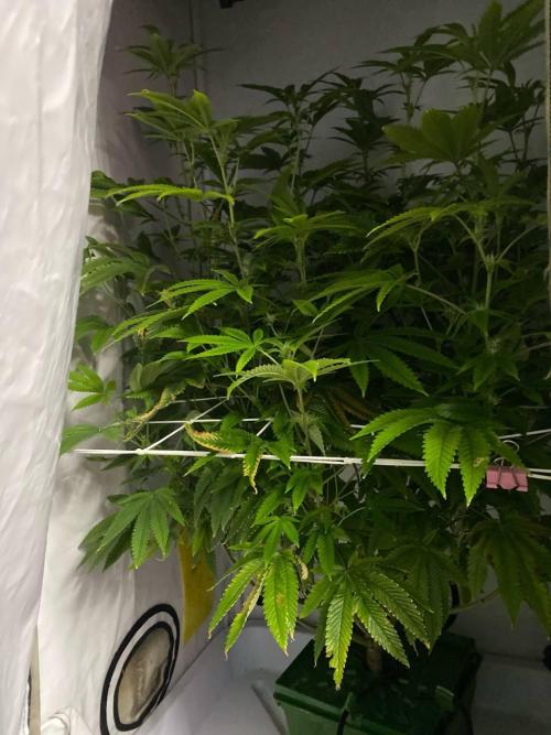 FruitGum UKHTA. Week 12