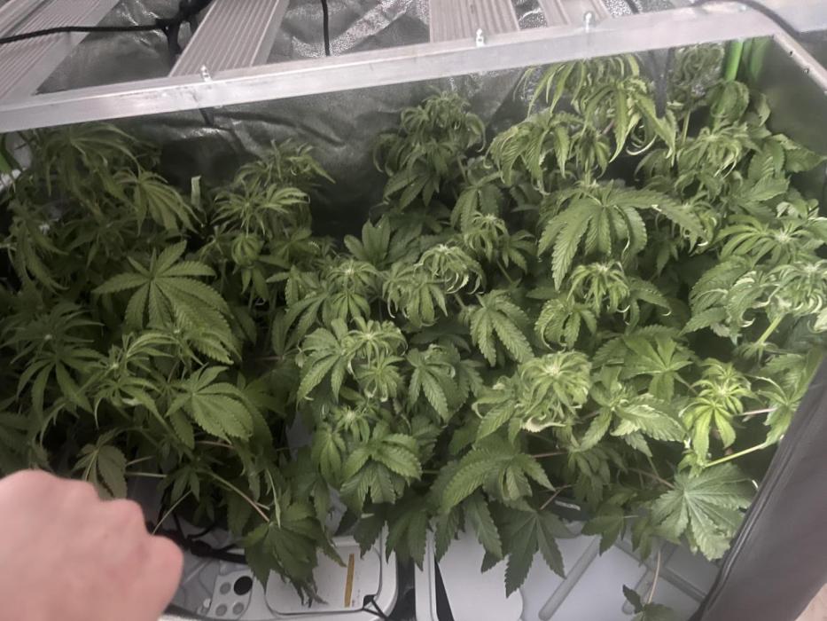 KIWI Sample. Week 10