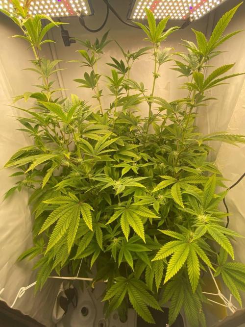 FruitGum UKHTA. Week 13