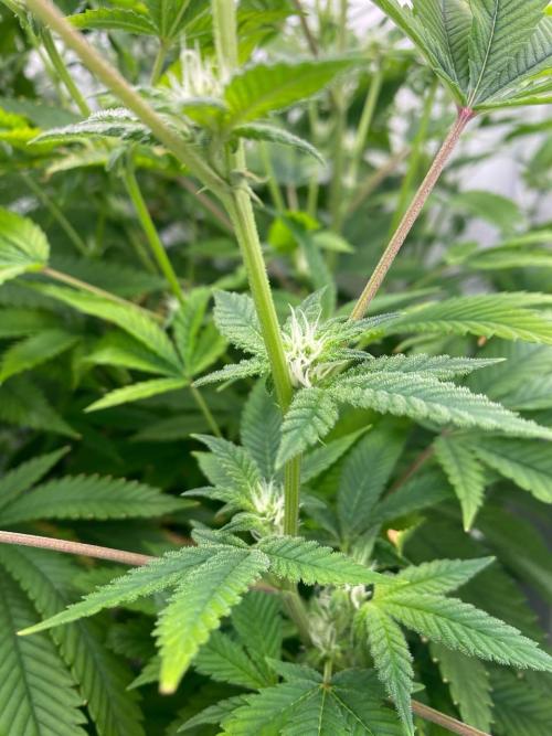 FruitGum UKHTA. Week 13