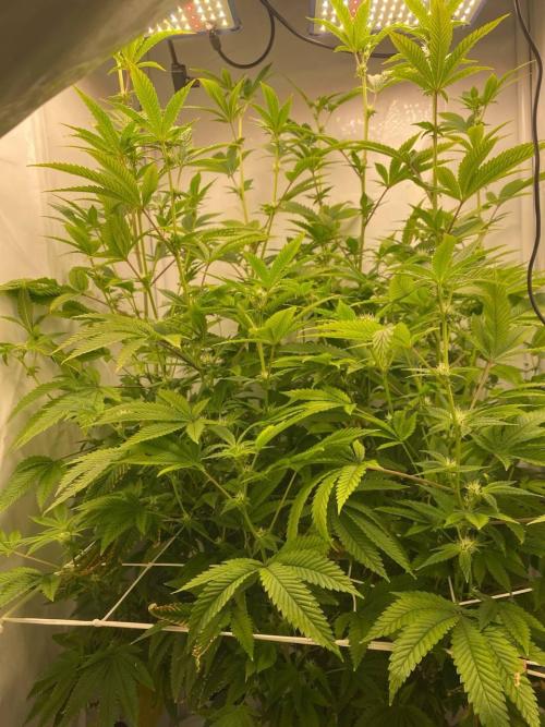 FruitGum UKHTA. Week 13