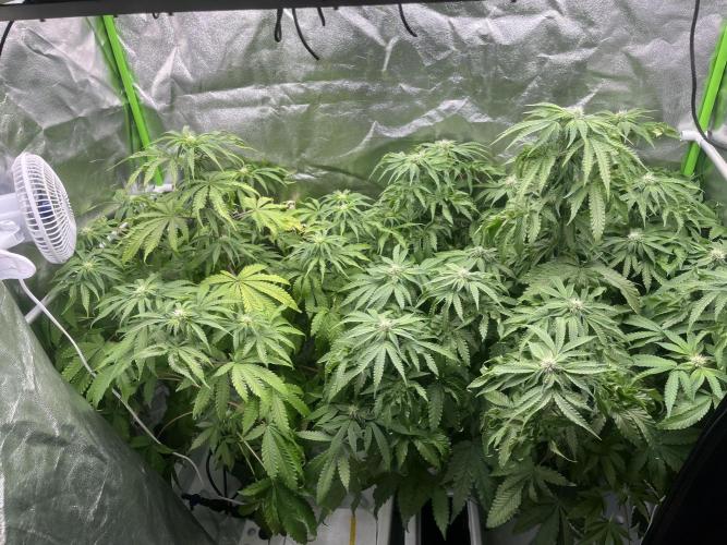 KIWI Sample. Week 11