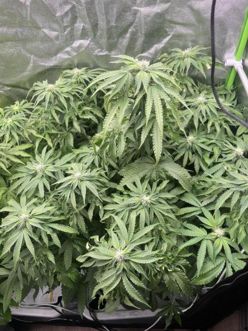 KIWI Sample. Week 11