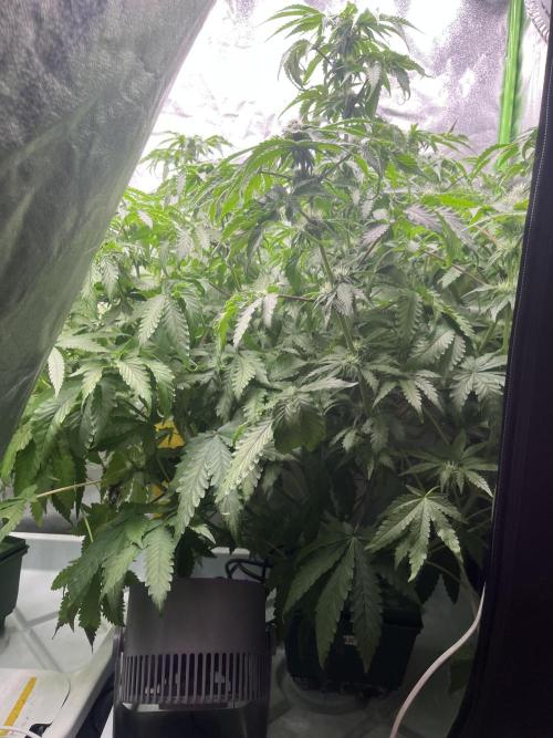 KIWI Sample. Week 11