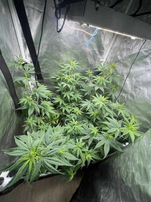 Fancy Don Rouch. Week 5 - Расправилась