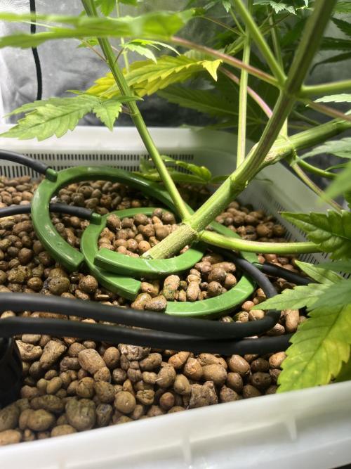 Fancy Don Rouch. Week 5