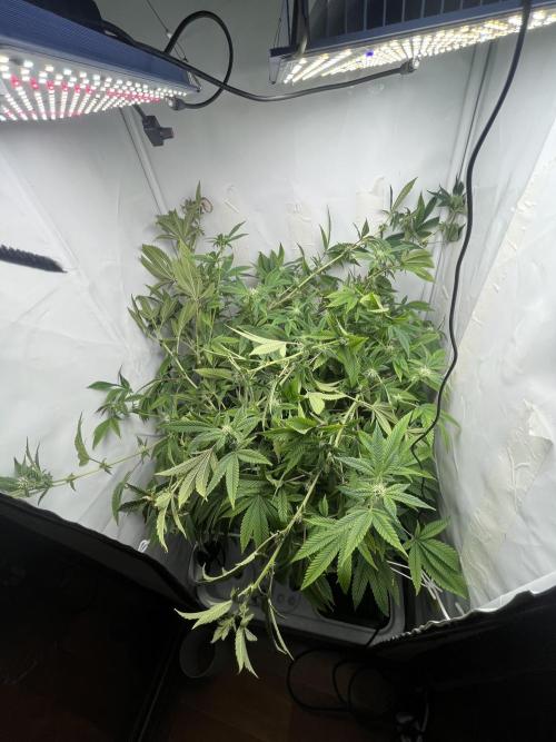 FruitGum UKHTA. Week 14