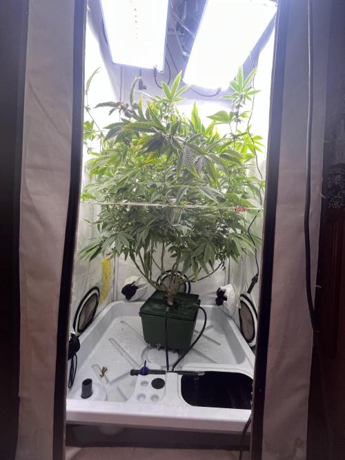 FruitGum UKHTA. Week 14