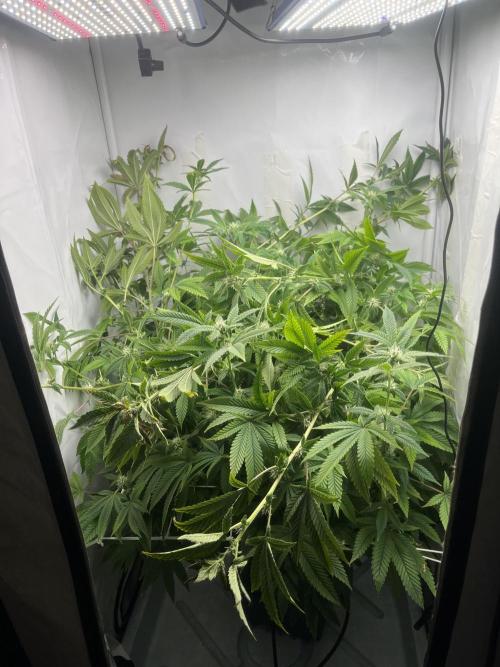 FruitGum UKHTA. Week 14