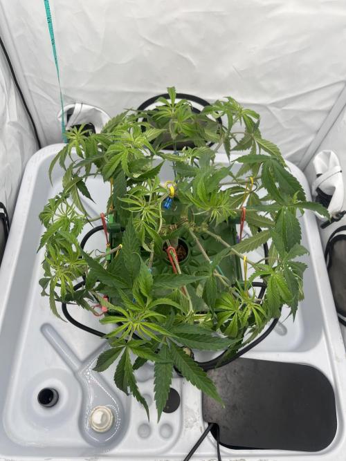 Banana loaf. Week 7 - Через 6 часов после манипуляций