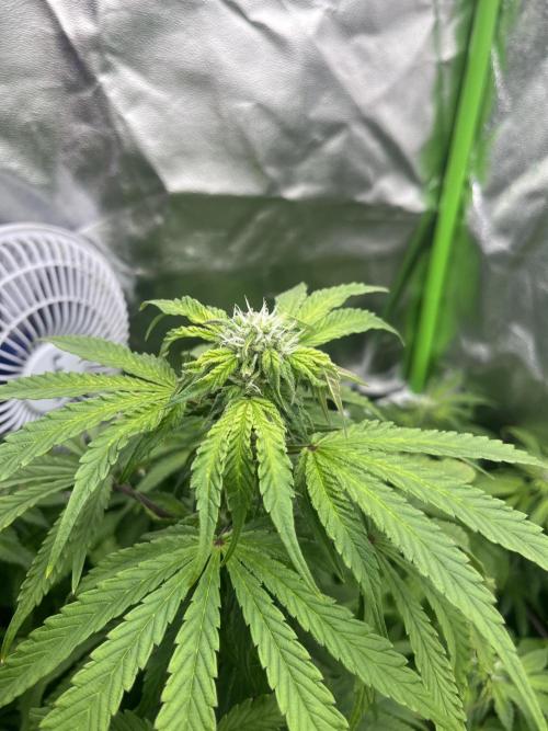 KIWI Sample. Week 12