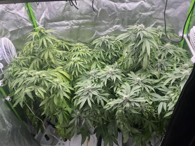 KIWI Sample. Week 12