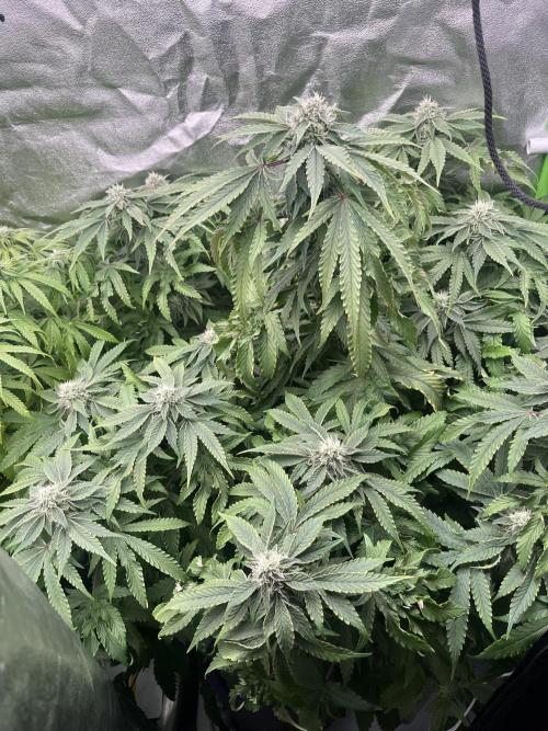 KIWI Sample. Week 12