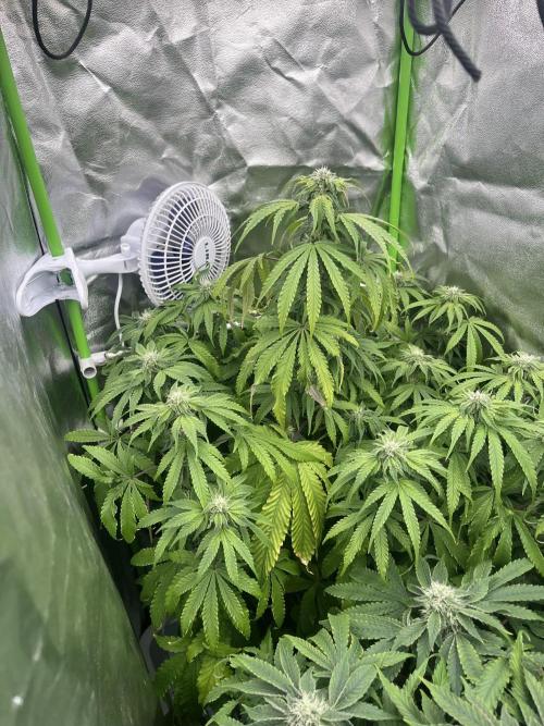 KIWI Sample. Week 12