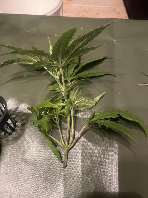 Banana loaf clones. Week 0 - Хорошее развитие
3 полноценных этажа
