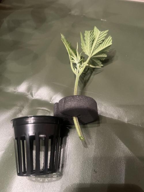 Banana loaf clones. Week 0 - Оставляем два