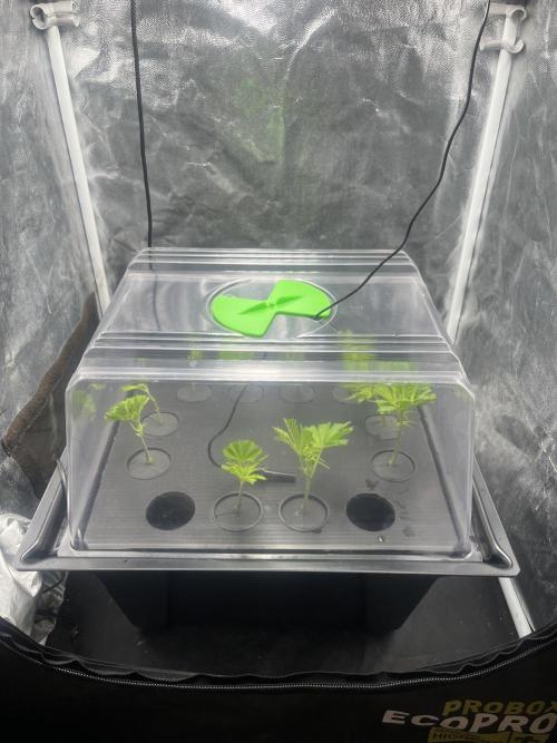 Banana loaf clones. Week 0