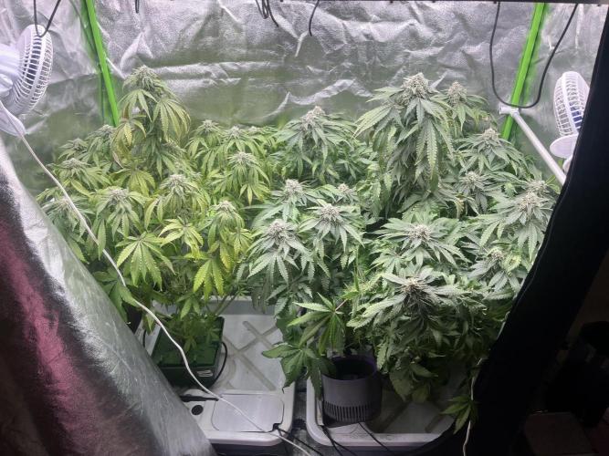 KIWI Sample. Week 13