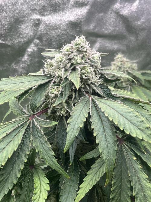 KIWI Sample. Week 13