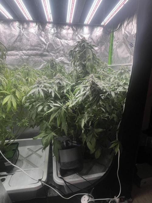 KIWI Sample. Week 13
