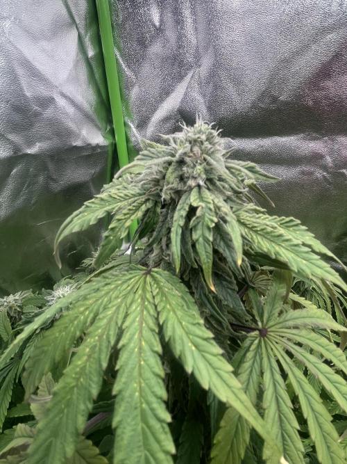 KIWI Sample. Week 13