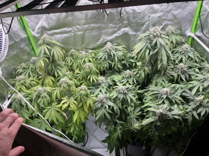 KIWI Sample. Week 13 - Разница очевидна