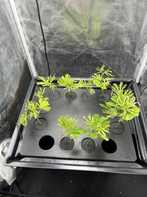 Banana loaf clones. Week 0 - Общий вид через 12 дней