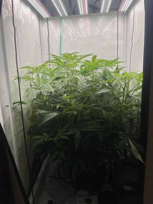 Banana loaf. Week 11