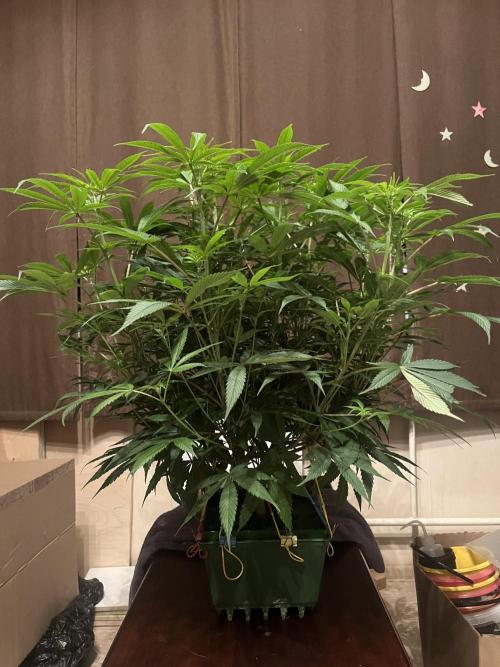 Banana loaf. Week 11