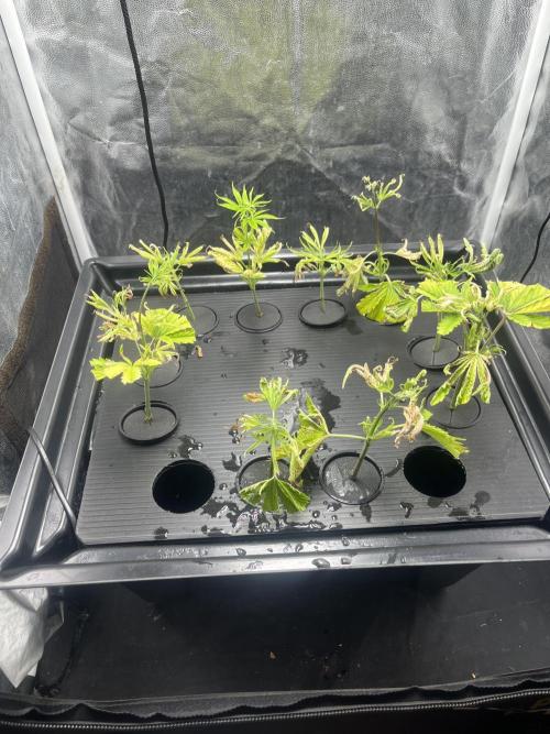Banana loaf clones. Week 2